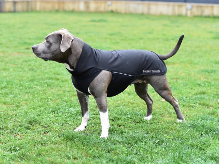 SOFTSHELL plašč za pse - črn - slika 4
