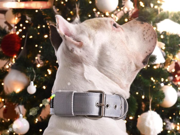 Collar CLASSIC – silver - Image 3