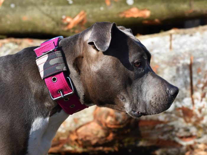 Ovratnica CLASSIC PRO– camo pink - slika 3