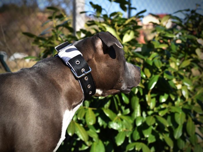 Ovratnica CLASSIC PRO– camo črna - slika 2