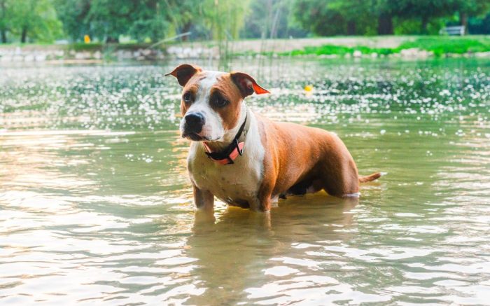 BioThane® ovratnicaTwo-Tone - roza/olivno zelena - slika 3