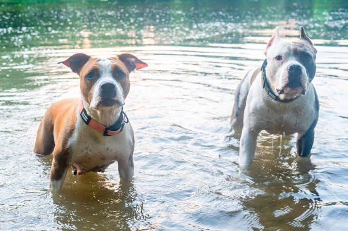 BioThane® ovratnicaTwo-Tone - roza/olivno zelena - slika 4