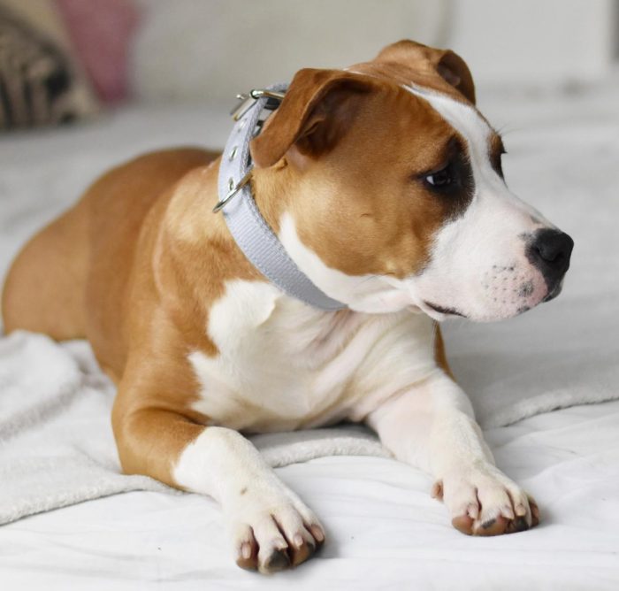 Collar CLASSIC – silver - Image 2