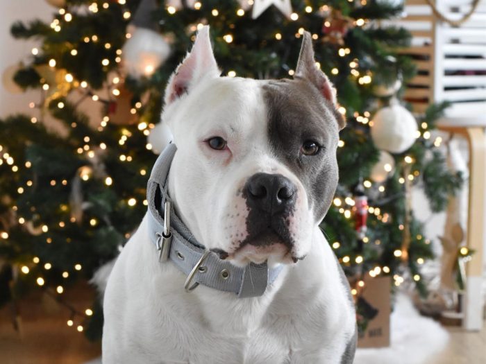 Collar CLASSIC – silver - Image 4