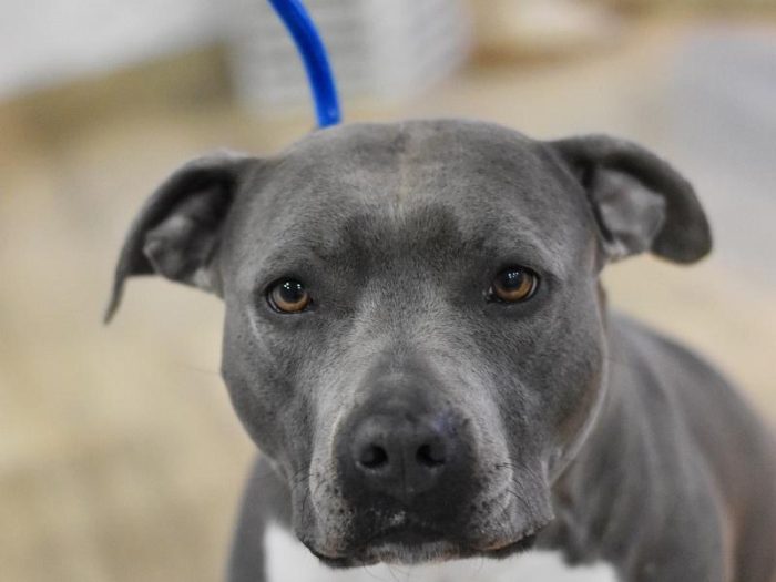 Trening/Transitional povodec 10mm - Moder - slika 7