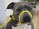 Training/Transitional Leash 10mm – Yellow - Image 4