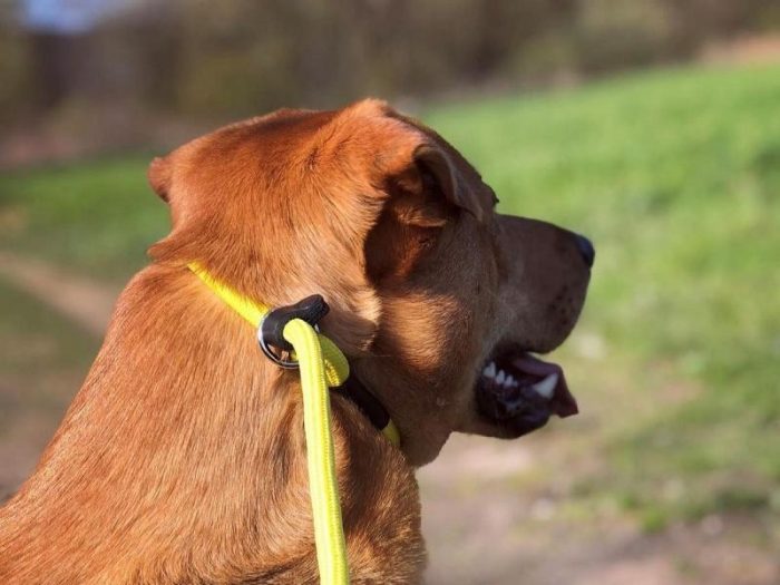 Training/Transitional Leash 10mm – Yellow - Image 3