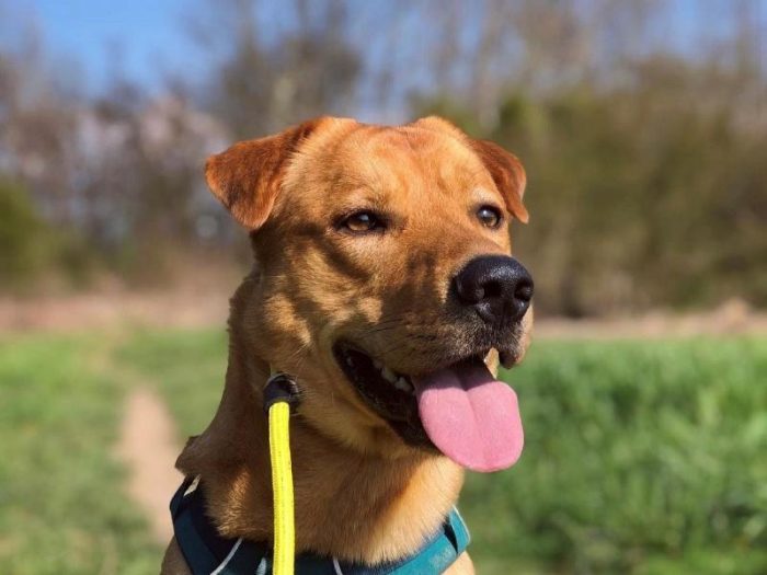 Training/Transitional Leash 10mm – Yellow - Image 2