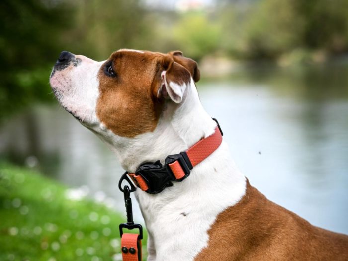 Vodoodporna COBRA ovratnica – 2,5cm, roza - slika 2