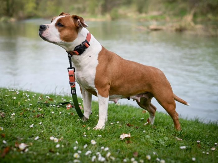 Vodoodporna COBRA ovratnica – 2,5cm, roza - slika 4