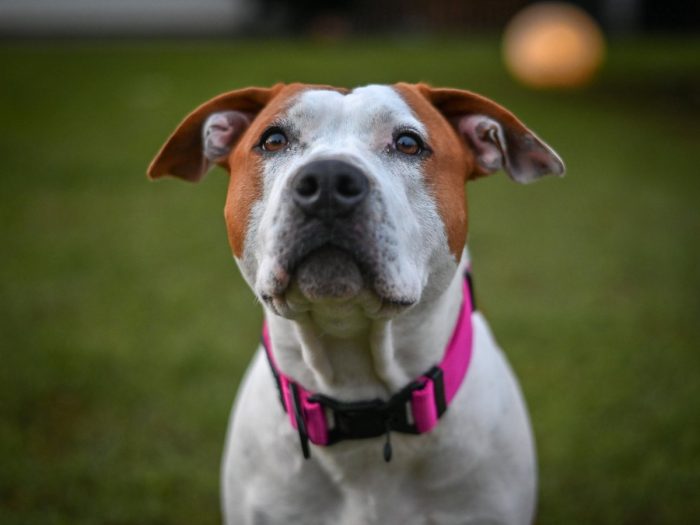 FIDLOCK magnetna ovratnica - pink - slika 2