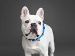 SPIKE Collar Classic – Blue - Image 2
