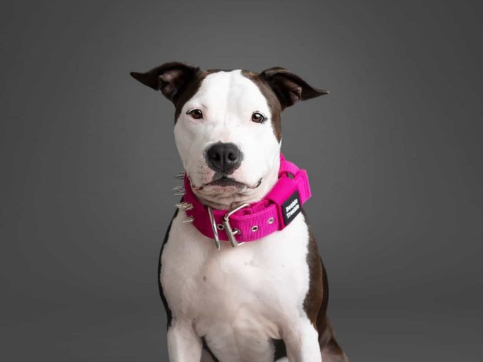SPIKE Collar Classic – Pink - Image 2