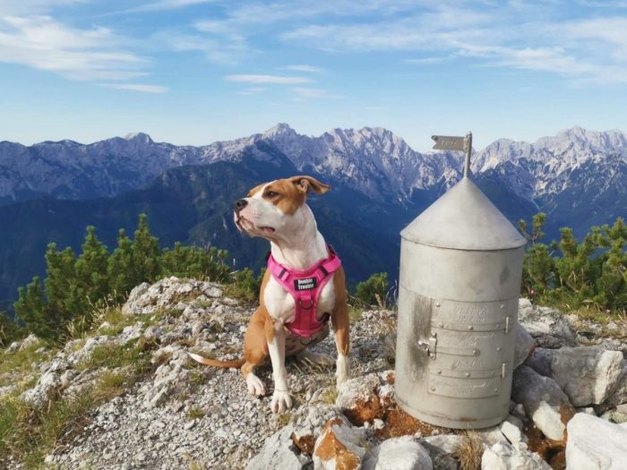 Večnamenska taktična oprsnica - Pink - slika 2