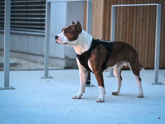 Večnamenska taktična oprsnica - črna - slika 4