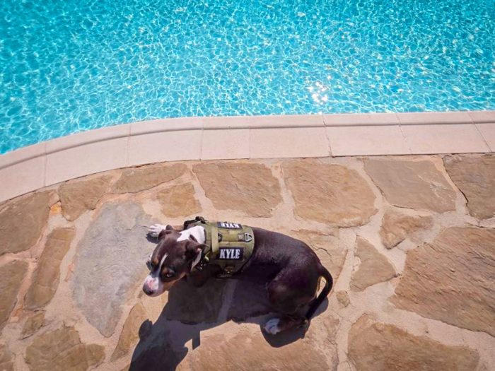 Multifunctional Tactical Dog Harness - Military Green - Image 4