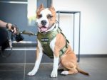 Multifunctional Tactical Dog Harness - Military Green - Image 2