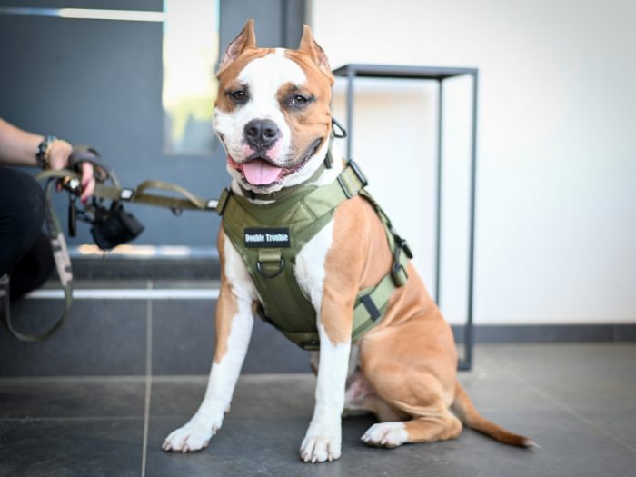 Multifunctional Tactical Dog Harness - Military Green - Image 2