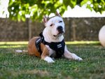 Multifunctional Tactical Dog Harness - Black - Image 6