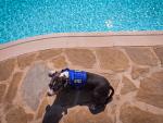 Multifunctional Tactical Dog Harness - Blue - Image 2