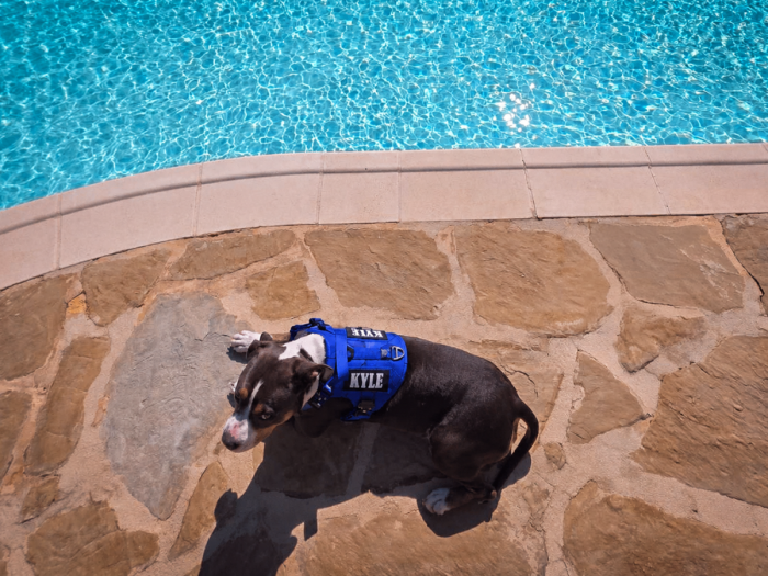 Multifunctional Tactical Dog Harness - Blue - Image 2