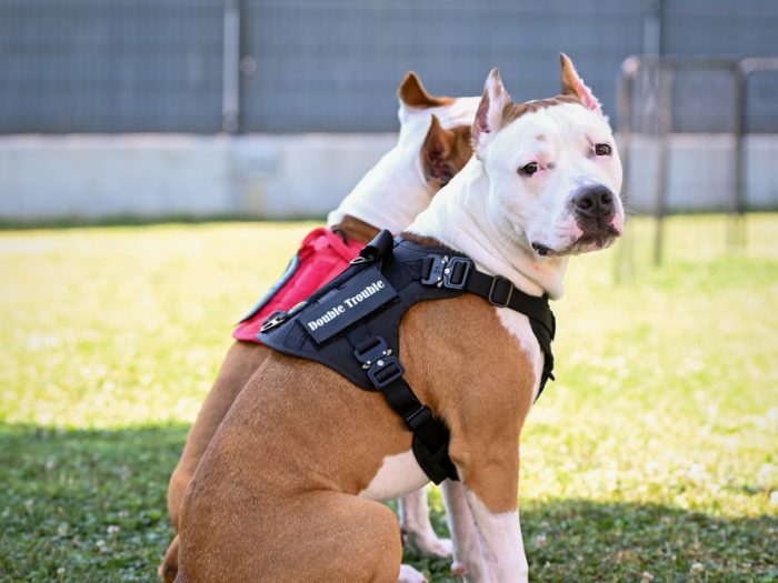 Multifunctional Tactical Dog Harness - Black - Image 5