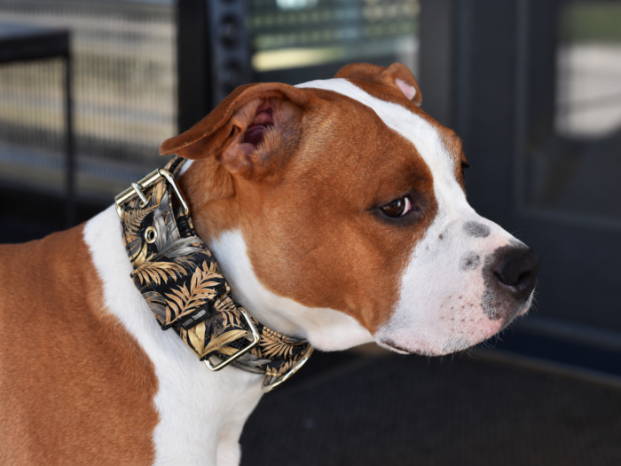 Collar PREMIUM– Jungle - Image 2